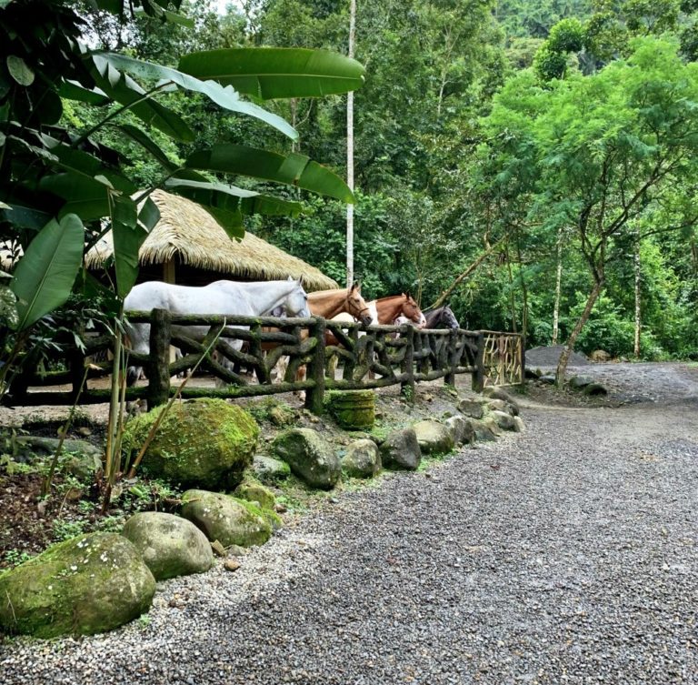 Animal Sanctuary, Costa Rica » The Muse Life